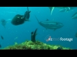 Kingfish 1 1370